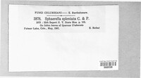 Mycosphaerella spleniata image